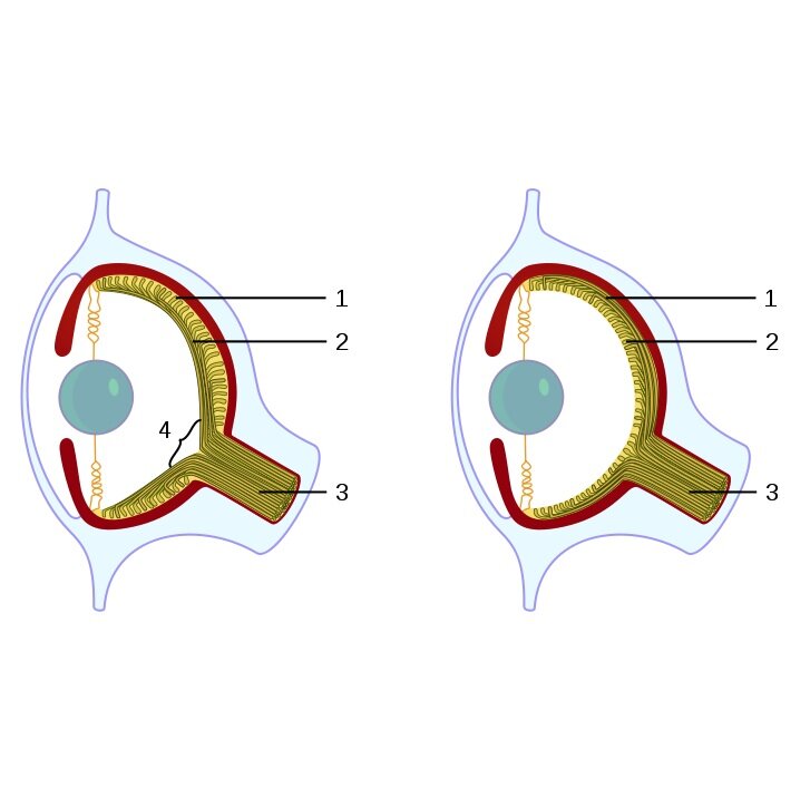 Vertebrate vs cephalopod eye