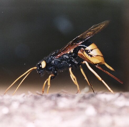 Giant wood wasp