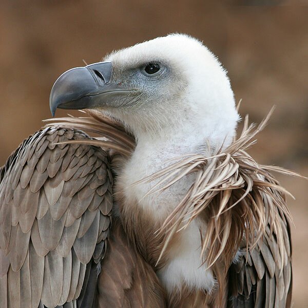 Vulture beak
