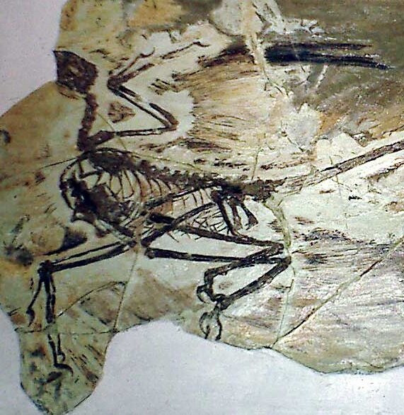 Microraptor gui fossil