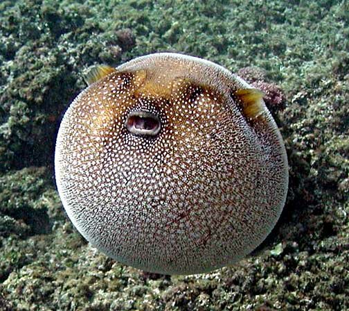 Inflated guineafowl puffer