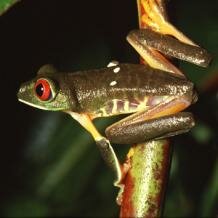 Agalychnis tree-frog