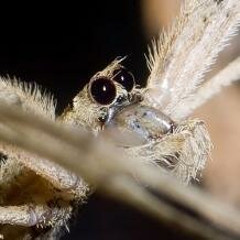 Ogre-faced spider