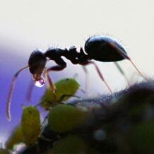 Ant tending aphid