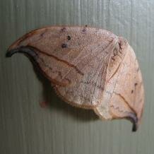 Hook-tip moth