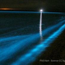 Gonyaulax dinoflagellate tide