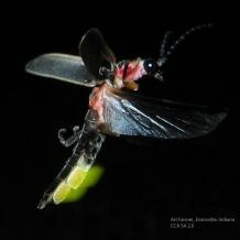 Photinus firefly