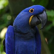 Hyacinth macaw