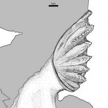 Sagenodus tooth plate