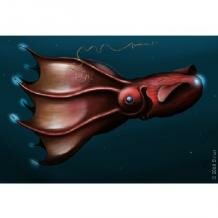 Vampire squid