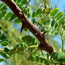 Acacia gregii