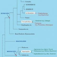 Succulent plant phylogeny