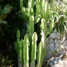 Euphorbia (cactus-like)