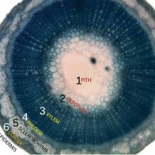 Flax stem histology